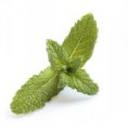 /album/galerie-photos/fruitees-menthe-jpg/